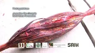 Colorante natural para las comidas