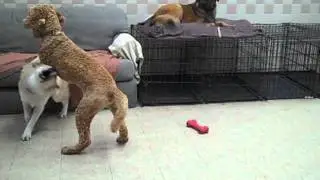 Doggy horseplay at The Doggie Den
