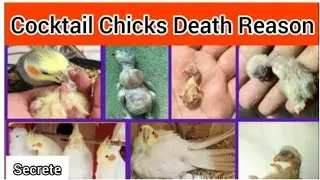 Cockatiel Chicks Care After Hatching | Common Mistakes Parents Make | Cockatiel Breeding Tips 