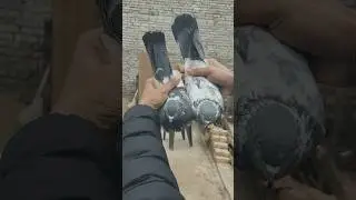High flyer joda 🕊️🖤👌#pigeon #shorts #viralvideo #instagram #youtube
