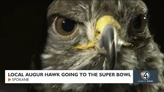 Local Augur Hawk going to the Super Bowl