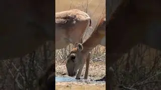Saiga Antelope drinking water