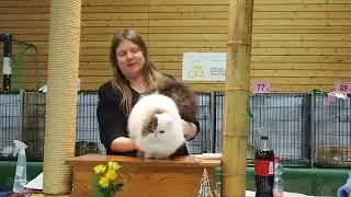 Wermelskirchen Show CFA, GC RW Chicarabian Bandolero of Casa Belich, Best Cat jueza Marika Lahti