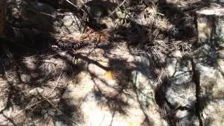 Arizona mountain kingsnake ( lampropeltis pyromelana)