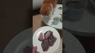 hungry greedy cat