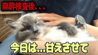 【涙注意】麻酔から目覚めたラピスが…甘えん坊MAXになりました