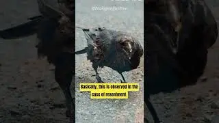 Crows | they mourn the dead