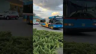 #disney #bus #buses #disneyworld #transportation