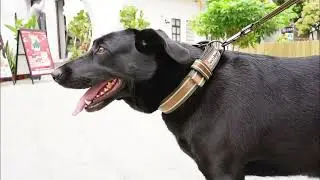 Rough Enough Dog Collar and Leash Set RE8486