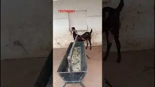 top quality ki bakri ajmera nasal m 7357982401
