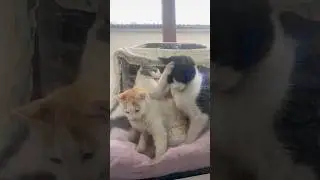 Komik kedi videoları #keşfet #shortvideo #shorts
