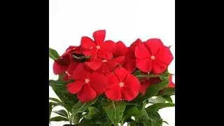 🌺🌻🌹🌷🌱🌱🌱🌱born to  kill  dybetes/sugar.