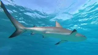 Caribbean reef shark