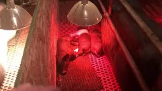 New Farrowing Room