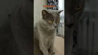 кот#британский #cat