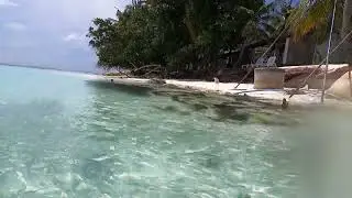 Maldives,Angaga Island-Small Sharks Attack.Útok mladých žraloků.