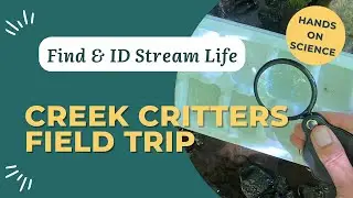 Macroinvertebrates Field Trip: Creek Critters & Stream Health Made Simple