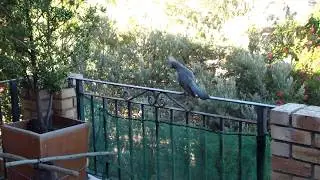Go-away bird 'scolds' Lady