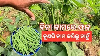 ବିନା କାମରେ ବିମ ଫଳ. କୁଣସି କାମ କରିଲୁ ନାହୁଁ. #Greenparibar