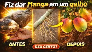 VEJA COMO ENRAIZAR GALHO NO SEU QUINTAL E TER FRUTOS DELICIOSOS RAPIDAMENTE 😋