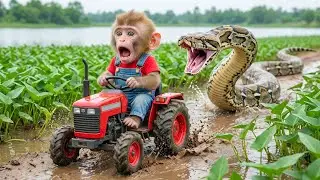 🐒Baby Monkey NaNa Vegetable Harvest Turns CHAOTIC When a Giant Python Attacks&mdash;Everyone Is SHOCKED!😱🐍
