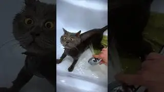Саня, ты точно в порядке? #смешнойкот #котики #cat #смешные #федя