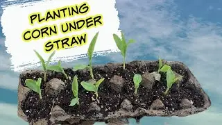 Planting Sweet Corn Under Straw - Ruth Stout Method