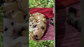 #TikTokComedy#FunnyTikTok#HilariousTikTok#TikTokLaughs#TikTokHumor#TikTokJokes#LaughOutLoudTikTok