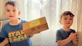 Ladybug Land&reg; with Voucher Unboxing from Insect Lore