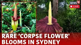 Corpse Flower Blooming Live | Rare Corpse Flower Blooms In Royal Botanic Gardens of Sydney | N18G