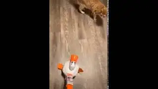 Cat Hilariously Runs Away from Toy Duck | Funny Cats