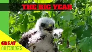 The Big Year. Florida bird Identification.