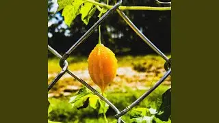 Balsam Pear