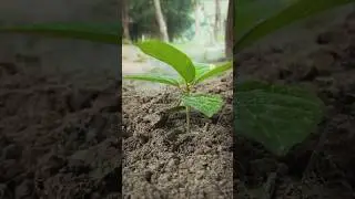 Amazing plant grow  videography 🤔 #shorts #videography #plant #amazing