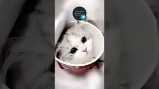 Fluffy cat does a silly dance.