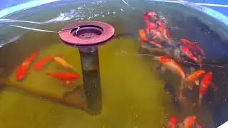COMO CRIAR CARPAS EM CAIXA D'AGUA PT. 2