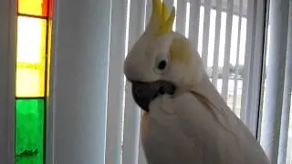 Talking Sulphur Crested Cockatoo
