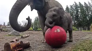 Elephant Calf Tula-Tu Enjoys A Big Birthday Cake And Ball
