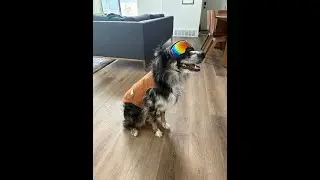 Goggle Pup Adventures in Daybreak: Exploring Our Neighborhood in Style!
