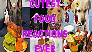 Cute Dogs Eating Food Funny Dog Reactions Puppies Trying Vegetables Fruits Sausages Milk Compilation
