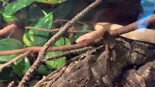 Snake tongue flick