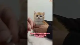 3 Cat Signs You Should NEVER Ignore 🚨😿