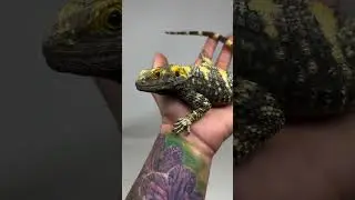 Closer look at our Painted Agama Lizard. #beardeddragons  #lizard #reptiles #geckos #pangeareptile