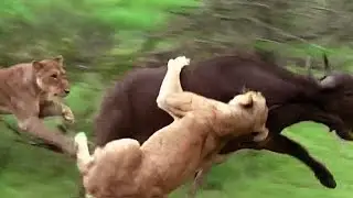 Hero Buffalo Saves Buffalo From Lion Attack - Lion Vs Buffalo - Lion hunting Fail