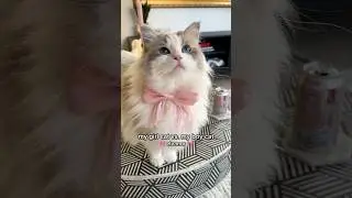 Girl cat vs. Boy cat #ragdolls #catvideos #cutecat #fluffy
