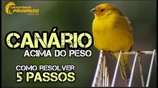5 PASSOS PARA EMAGRECER UM CANÁRIO DA TERRA ACIMA DO PESO.