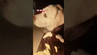 Mera chuha babu #popular #viral #labrador #ytshorts #youtubeshorts #trendingshorts #family #blogger