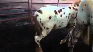 Crazy baby spotted mule