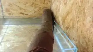 CBUK mertens water monitor swimming in its new pool