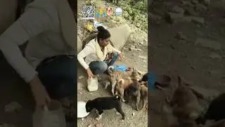 Cute Dog #dog #shortvideo #puppy #doglover